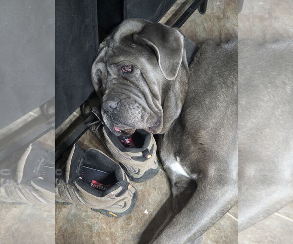 Medium Photo #6 Neapolitan Mastiff Puppy For Sale in Ellisville, MO, USA