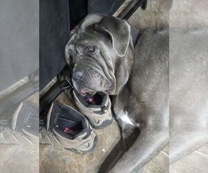 Livia - Female Neapolitan Mastiff Dog for Adoption - Photo #6