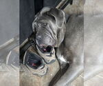 Small #5 Neapolitan Mastiff