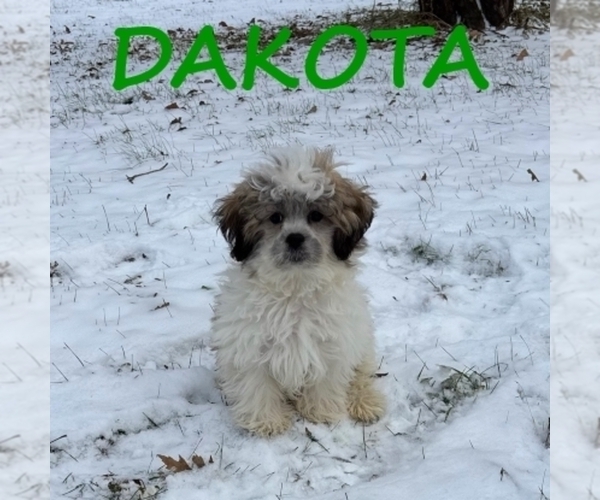 Medium Photo #2 Shih-Poo Puppy For Sale in HARTLAND, MN, USA