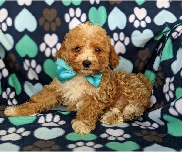 Medium Photo #5 Poodle (Miniature) Puppy For Sale in HOLTWOOD, PA, USA