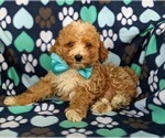 Small Photo #5 Poodle (Miniature) Puppy For Sale in HOLTWOOD, PA, USA