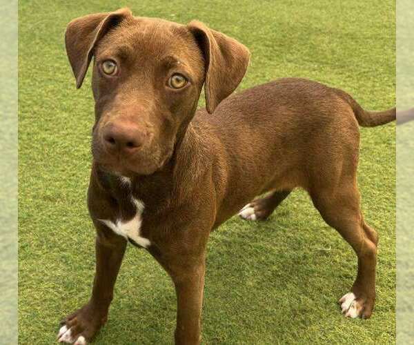 Medium Photo #3 Labrador Retriever-Unknown Mix Puppy For Sale in FRAMINGHAM, MA, USA