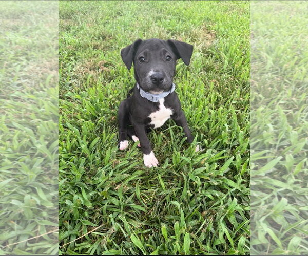 Medium Photo #2 American Pit Bull Terrier-American Staffordshire Terrier Mix Puppy For Sale in Chester, VA, USA