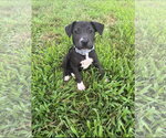 Small #1 American Pit Bull Terrier-American Staffordshire Terrier Mix