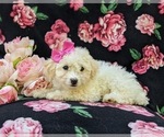 Small Photo #2 Bichpoo Puppy For Sale in WILLOW STREET, PA, USA