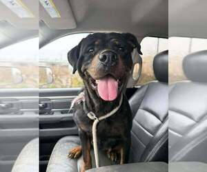 Rottweiler Dogs for adoption in Evansville, IN, USA