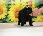 Melina - Female Poodle (Toy) Puppy for Sale - Photo #7