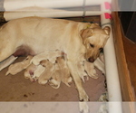 Small Photo #2 Labrador Retriever Puppy For Sale in LOVELADY, TX, USA