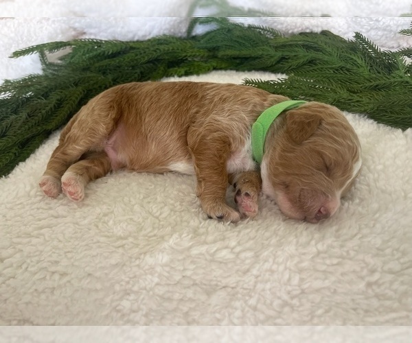 Medium Photo #15 Goldendoodle Puppy For Sale in JENKS, OK, USA