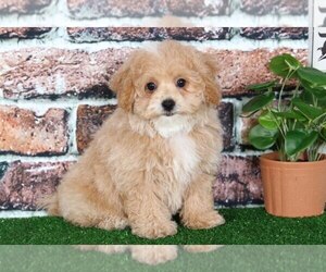 Poochon Puppy for sale in BEL AIR, MD, USA