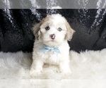 Small Photo #146 Maltipoo Puppy For Sale in WARSAW, IN, USA