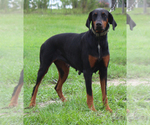 Small #3 Doberman Pinscher