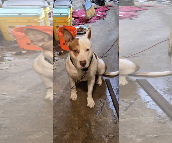 Medium Photo #11 Staffordshire Bull Terrier-Unknown Mix Puppy For Sale in Munford, TN, USA
