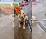 Small Photo #11 Staffordshire Bull Terrier-Unknown Mix Puppy For Sale in Munford, TN, USA