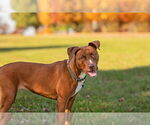 Small #4 American Pit Bull Terrier Mix