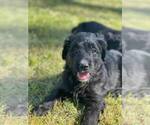 Small Photo #15 Bernedoodle Puppy For Sale in BAXLEY, GA, USA