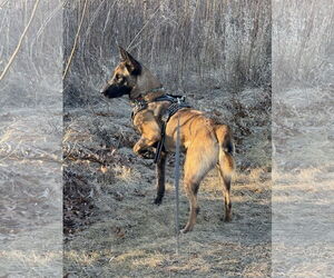 Mutt Dogs for adoption in Stevens Point, WI, USA