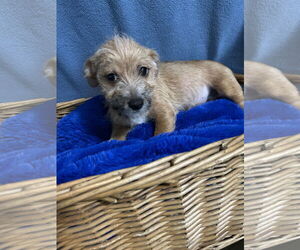 Chiranian Dogs for adoption in Pacolet, SC, USA