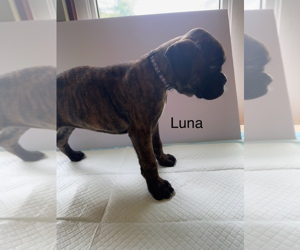 Medium Photo #23 Boxer Puppy For Sale in EUREKA, IL, USA