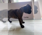 Small Photo #23 Boxer Puppy For Sale in EUREKA, IL, USA