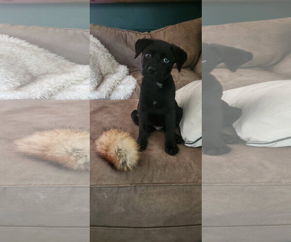 Medium Photo #2 Labrador Retriever-Unknown Mix Puppy For Sale in Ball Ground, GA, USA