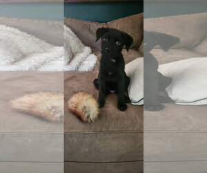 Boomer - Male Labrador Retriever-Unknown Mix Dog for Adoption - Photo #2