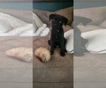 Small Photo #2 Labrador Retriever-Unknown Mix Puppy For Sale in Ball Ground, GA, USA