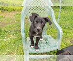 Small Border Collie Mix