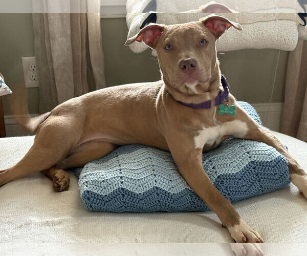 Medium Photo #10 Mutt Puppy For Sale in Decatur, GA, USA