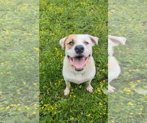 Mastiff-Unknown Mix Dogs for adoption in Calhoun, GA, USA