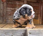 Small #8 English Bulldog