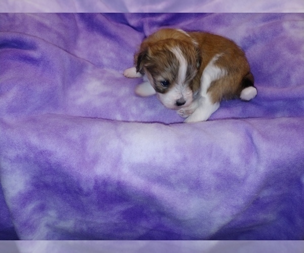 Medium Photo #18 Havachon Puppy For Sale in WINSTON SALEM, NC, USA
