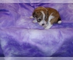 Small Photo #18 Havachon Puppy For Sale in WINSTON SALEM, NC, USA