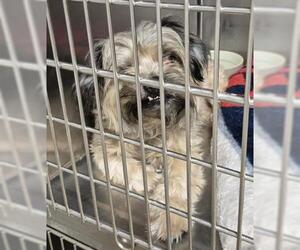 Havanese Dogs for adoption in Decatur, IL, USA
