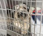 CHEWY - Female Havanese Dog for Adoption - Small photo