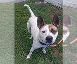 Small American Staffordshire Terrier