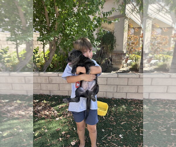 Medium Photo #2 Mutt Puppy For Sale in Dana Point, CA, USA