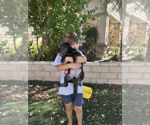 Jack - Male Mutt Dog for Adoption - Photo #2