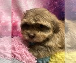 Image preview for Ad Listing. Nickname: Pikachu