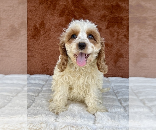 Medium Photo #5 Cock-A-Poo Puppy For Sale in OCALA, FL, USA