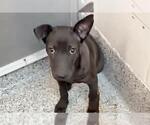 Small #1 Chihuahua