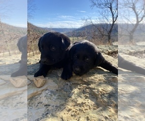 Labrador Retriever Puppy for Sale in COON VALLEY, Wisconsin USA