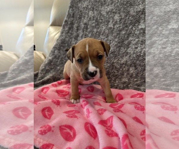 Medium Photo #1 American Staffordshire Terrier-Unknown Mix Puppy For Sale in Holly Springs, NC, USA