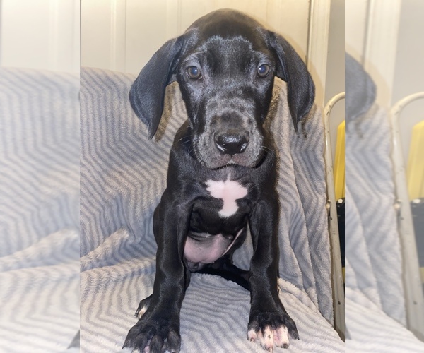 Medium Photo #1 Great Dane Puppy For Sale in FAYETTEVILLE, NC, USA