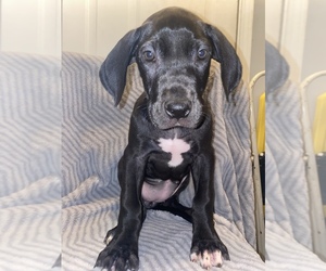 Great Dane Puppy for Sale in FAYETTEVILLE, North Carolina USA