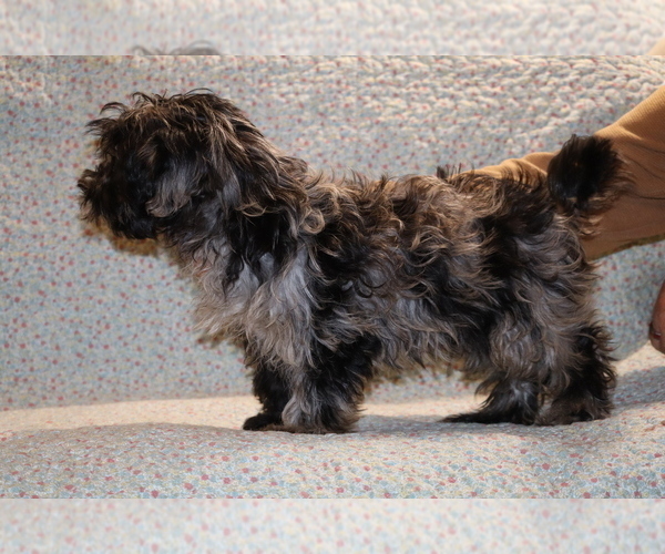 Medium Photo #28 Yorkiepoo mix (+ Poodle Toy) Puppy For Sale in DYERSBURG, TN, USA