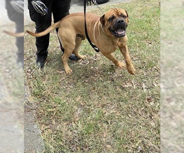 Medium Photo #1 Bullmastiff Puppy For Sale in Houston, TX, USA