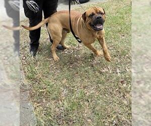Bullmastiff Dogs for adoption in Houston, TX, USA