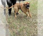 Small Bullmastiff